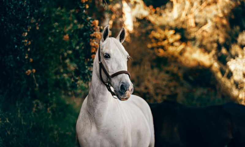 helena-lopes-RoTyXO1m0wo-unsplash
